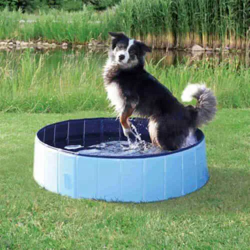 pies w basenie pełnym wody