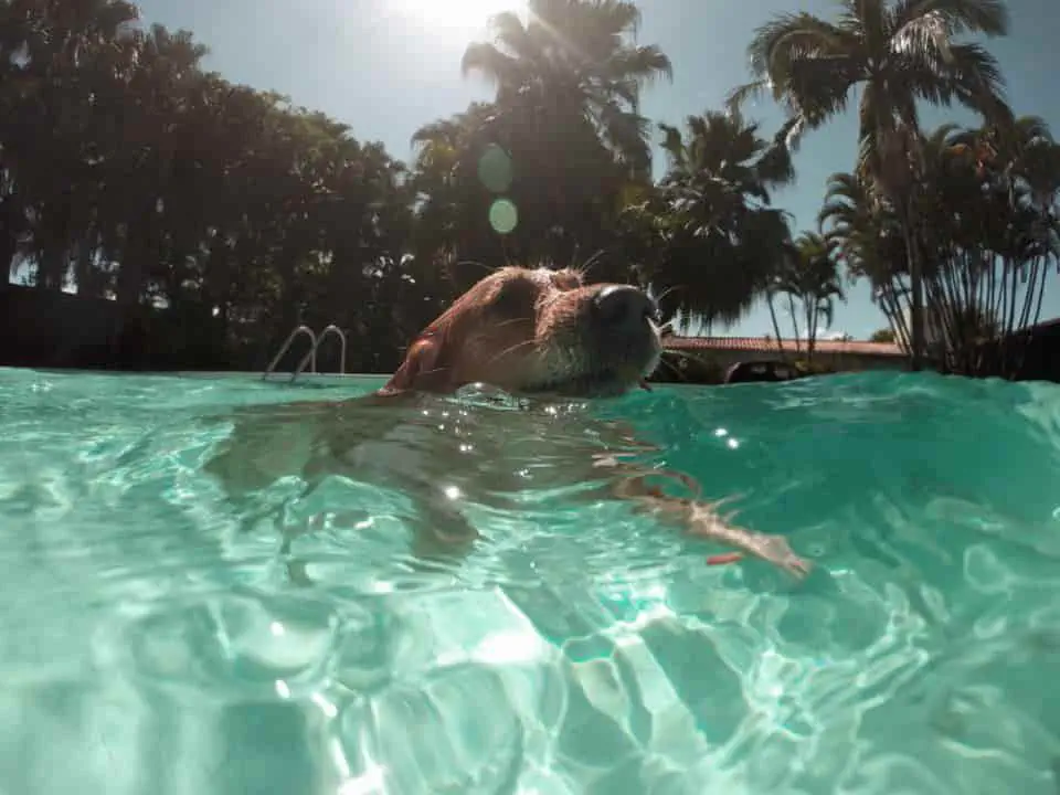 pies w basenie