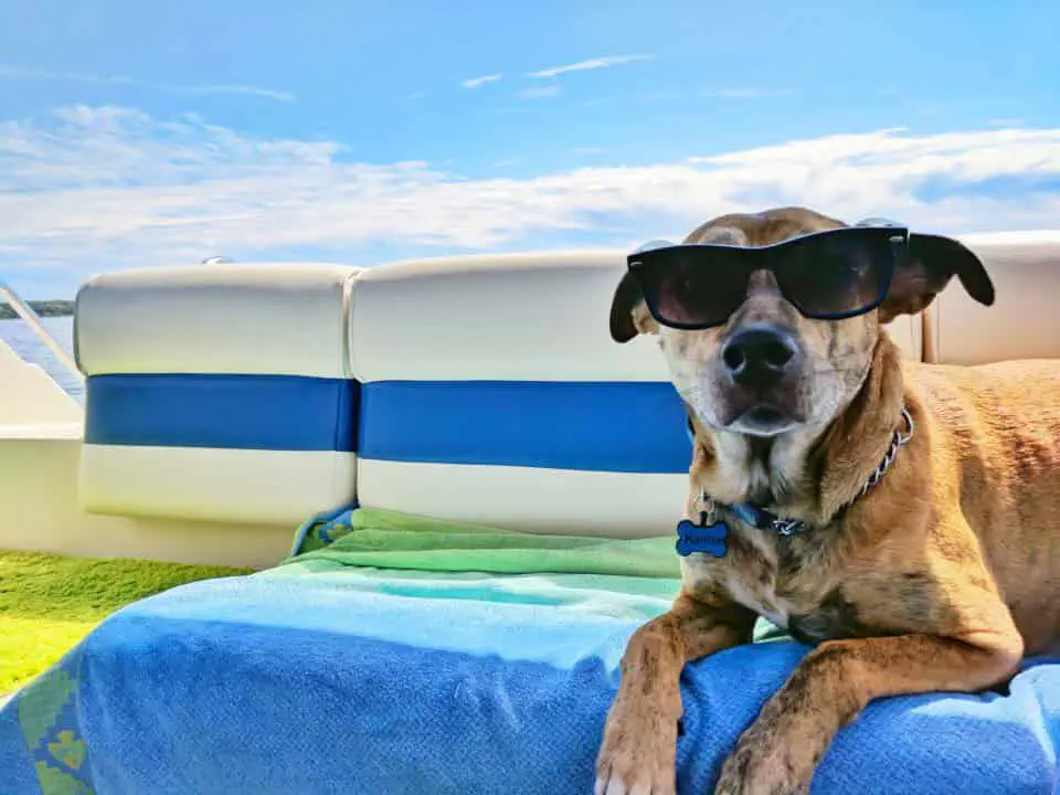 pies w okularach wyleguje się na plaży